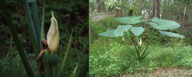 [Two photos spliced together with the bloom on the left and the entire plant on the right. On the left at the top of a green stem with a bulbuous top is a tall slender white flower. The flower has a long cylindrical stamen in the middle with one white petal curling around it. The flower bloom sits at the middle of this plant with at least five large leaves each at the end of a stem and towering over the bloom which only reaches about half-way up the stem (if that).]